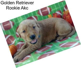 Golden Retriever Rookie Akc