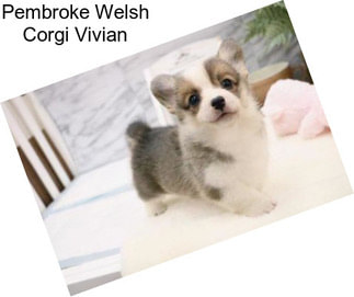 Pembroke Welsh Corgi Vivian