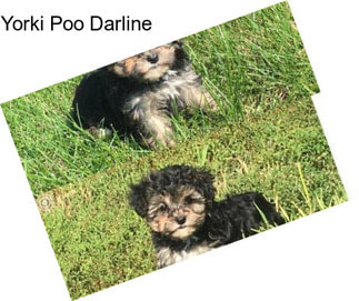 Yorki Poo Darline