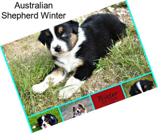 Australian Shepherd Winter