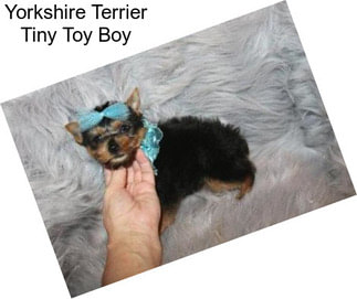 Yorkshire Terrier Tiny Toy Boy