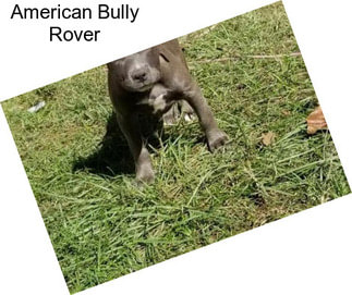 American Bully Rover