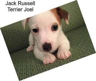 Jack Russell Terrier Joel