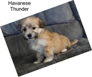 Havanese Thunder