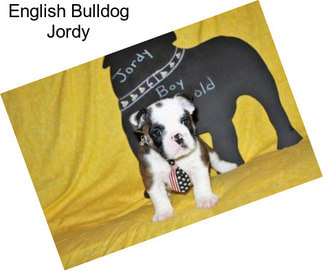 English Bulldog Jordy