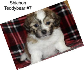 Shichon Teddybear #7