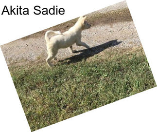 Akita Sadie