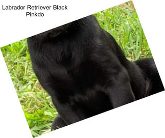 Labrador Retriever Black Pinkdo