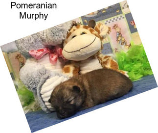 Pomeranian Murphy