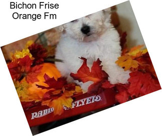 Bichon Frise Orange Fm