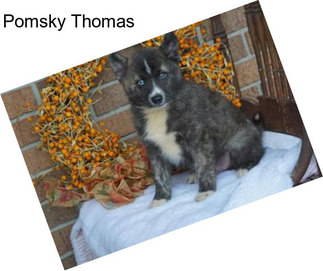 Pomsky Thomas