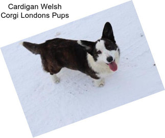 Cardigan Welsh Corgi Londons Pups