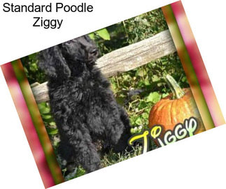 Standard Poodle Ziggy