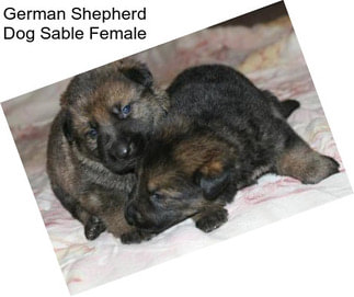 German Shepherd Dog Sable Female