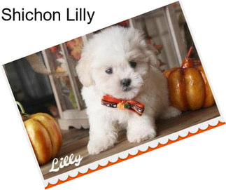 Shichon Lilly