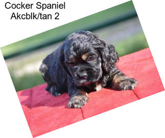 Cocker Spaniel Akcblk/tan 2