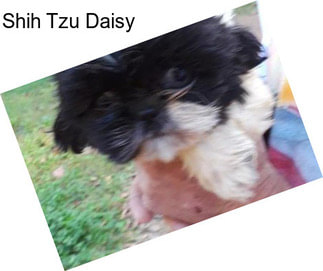 Shih Tzu Daisy