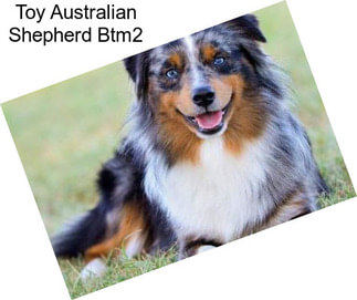 Toy Australian Shepherd Btm2