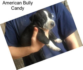American Bully Candy