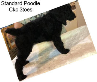 Standard Poodle Ckc 3toes