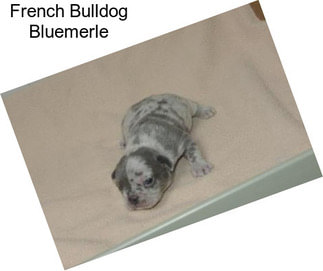 French Bulldog Bluemerle