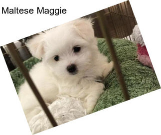 Maltese Maggie