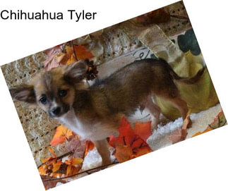 Chihuahua Tyler