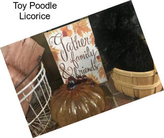 Toy Poodle Licorice