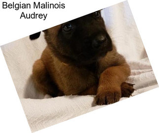 Belgian Malinois Audrey