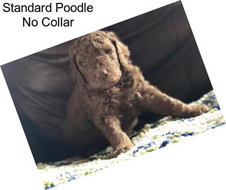 Standard Poodle No Collar