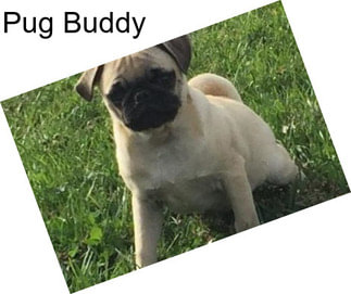 Pug Buddy