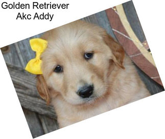 Golden Retriever Akc Addy