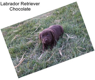 Labrador Retriever Chocolate