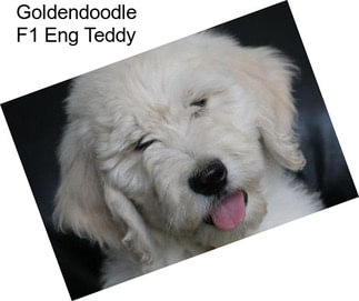 Goldendoodle F1 Eng Teddy