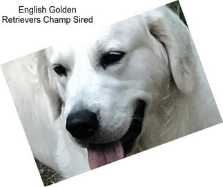 English Golden Retrievers Champ Sired