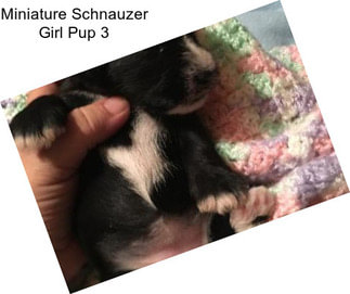 Miniature Schnauzer Girl Pup 3