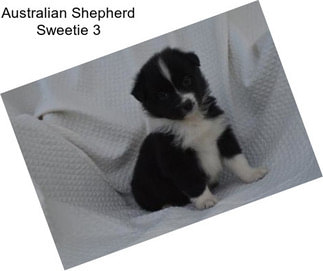 Australian Shepherd Sweetie 3