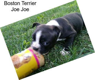 Boston Terrier Joe Joe