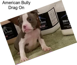 American Bully Drag On