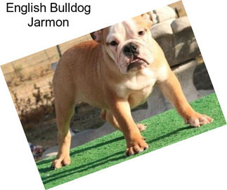 English Bulldog Jarmon