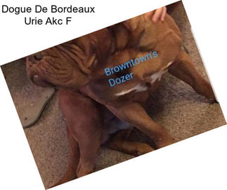 Dogue De Bordeaux Urie Akc F
