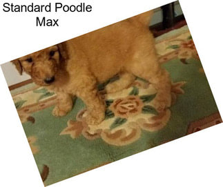 Standard Poodle Max