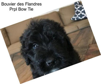 Bouvier des Flandres Prpl Bow Tie