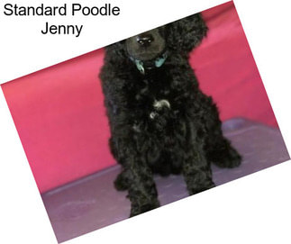 Standard Poodle Jenny