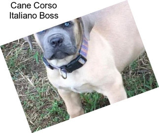 Cane Corso Italiano Boss