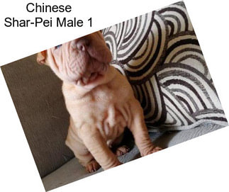 Chinese Shar-Pei Male 1