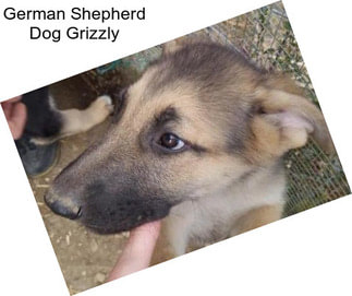 German Shepherd Dog Grizzly