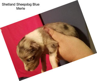 Shetland Sheepdog Blue Merle