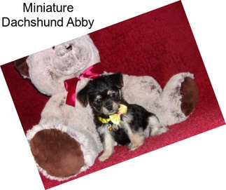 Miniature Dachshund Abby