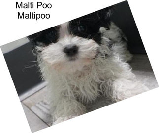 Malti Poo Maltipoo